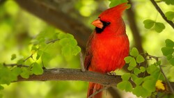 Northern Cardinal Bird HD Wallpaper