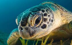 Ocean Animal Closeup Photo