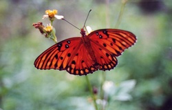 Orange Butterfly Setting at Tree