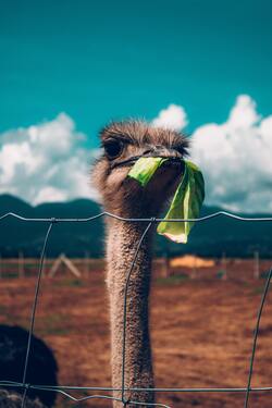 Ostrich Eating Close Face