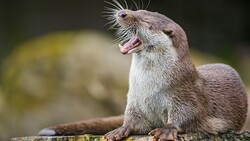 Otter Animal HD Photo