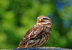 Owl Bird Portrait Photography