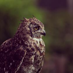 Owl Close Up Photo
