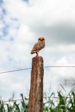 Owl Standing on Tree Wood Photo