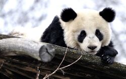 Panda on Wood Sleb