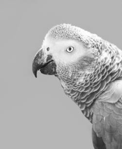 Parrot Black and White Photo