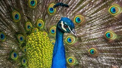 Peacock Peafowl 4K Image
