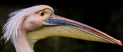 Pelican Bird Beak Closeup Photo