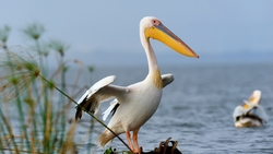 Pelican Bird Standing Near River