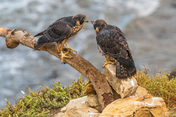 Peregrine Falcons Couple Birds