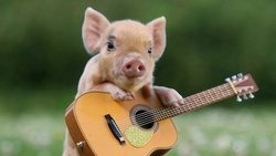Pig Animal with Violin