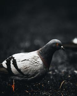Pigeon Bird Mobile Photography