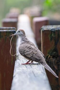 Pigeon Bird Standing on Wood