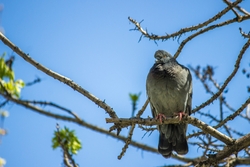 Pigeon Sitting on Tree