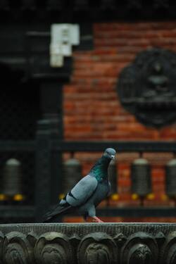 Pigeon Walking Mobile Photo