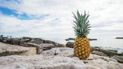 Pineapple Fruit in Rock Near Beach