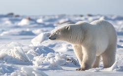 Polar Bear Standing in Snow HD Wallpaper