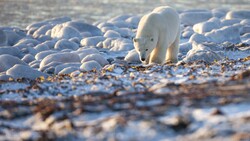 Polar Bear Walking Photo