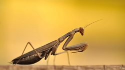 Praying Mantis Insects HD Wallpaper