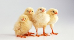Pretty Chicks Image