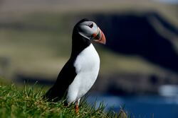 Puffin High Quality Wallpaper