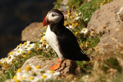 Puffin Sitting On a Rock