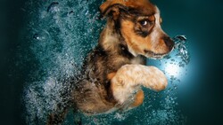 Puppy Dog in Underwater Photography