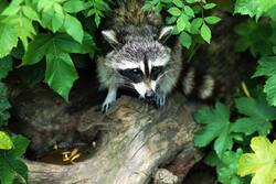 Raccoon in Forest Image