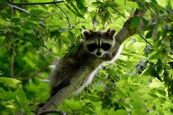 Raccoon on Tree Branch