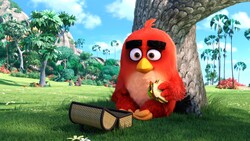 Red Angry Birds Movie Pic