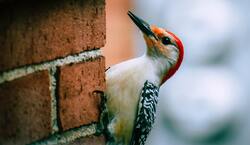 Red Bellied Woodpecker Bird Ultra HD Photo