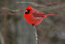 Red Bird Cardinal Sitting On Branch of Tree