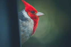 Red Crested Cardinal Close Up Photo