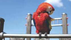 Red Macaw Parrot Bird Sitting 4K Photo