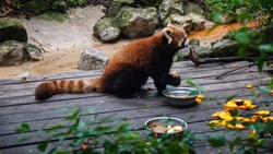 Red Panda Eating Food