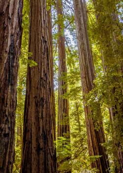 Redwoods Tree California Mobile Wallpaper