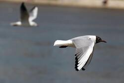 Relict Gull Flying Photo
