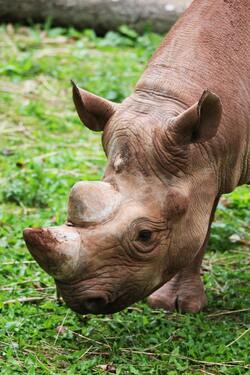 Rhinoceros Animal Standing on Grass