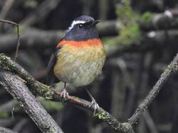 Robin Bird in Jungle