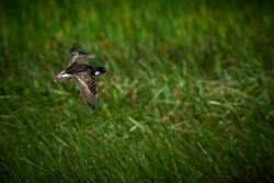 Ruff Bird Flying Photo