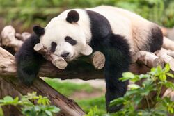 Sad Panda Lying on Woods