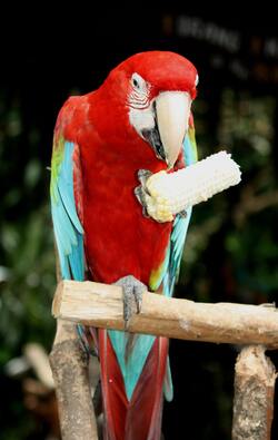 Scarlet Macaw Parrot Bird Eating Photo