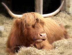 Scotland Highland Cattle