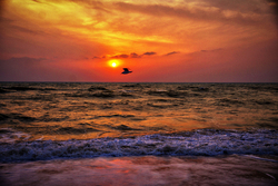 Sea Bird During Sunset