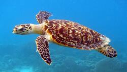 Sea Turtle Animal Photo