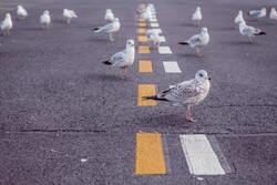 Seagull Birds on Road