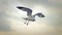 Seagull Flying 4K Photography