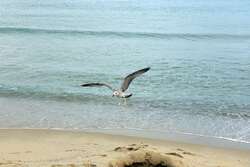 Seagull Flying Over Sea Shore 4K