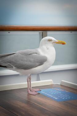 Seagull Standing in Boat