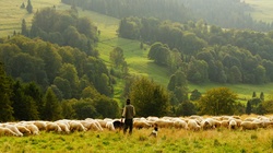 Sheep Herd on Grasslands